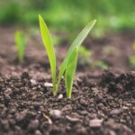 Agricoltura biodinamica: un metodo sostenibile e rispettoso della natura