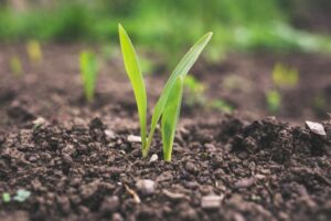 Agricoltura biodinamica: un metodo sostenibile e rispettoso della natura