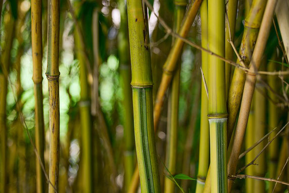 Come coltivare il bambù gigante Moso