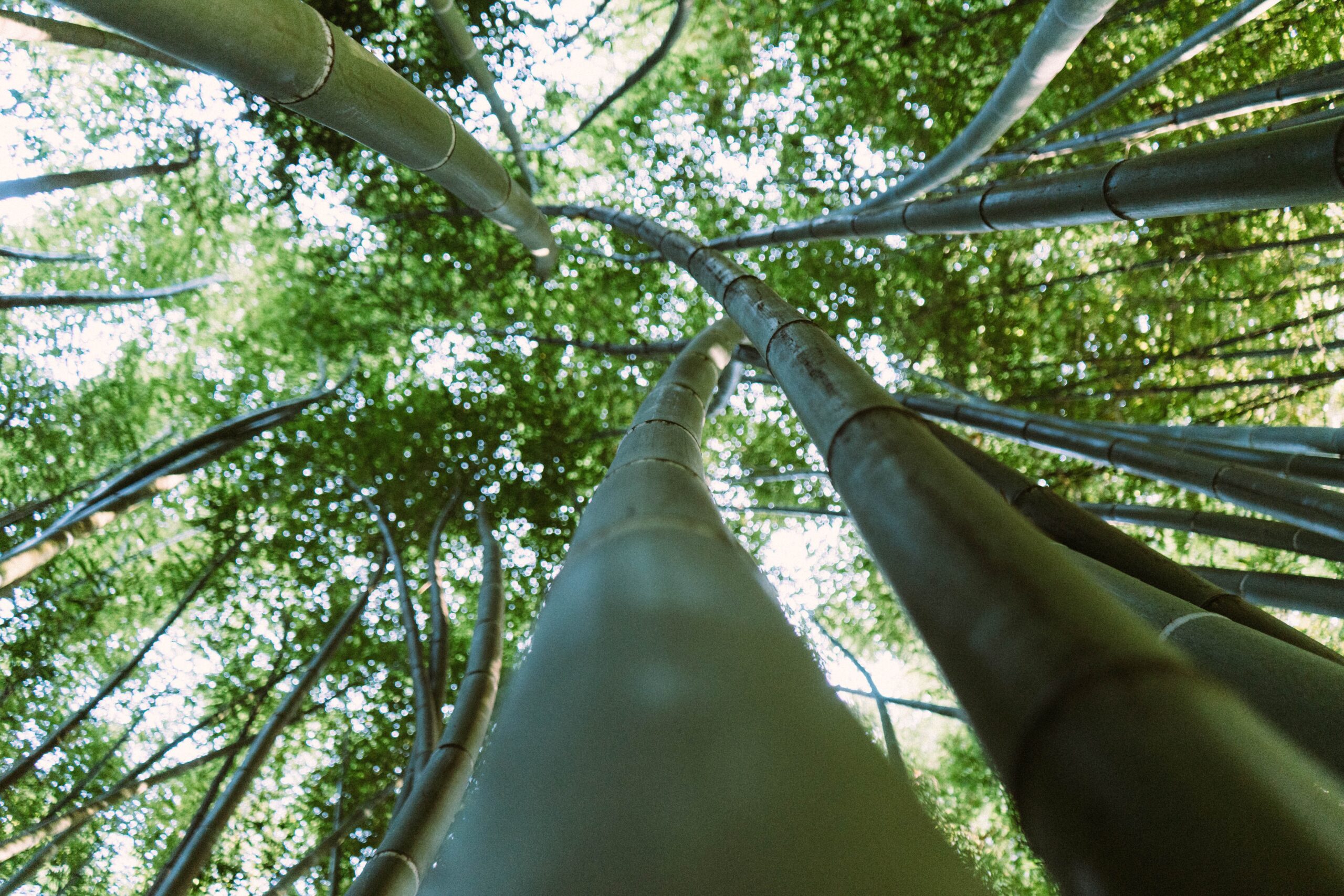 Coltivare il bambù è rapido responsabile e redditizio