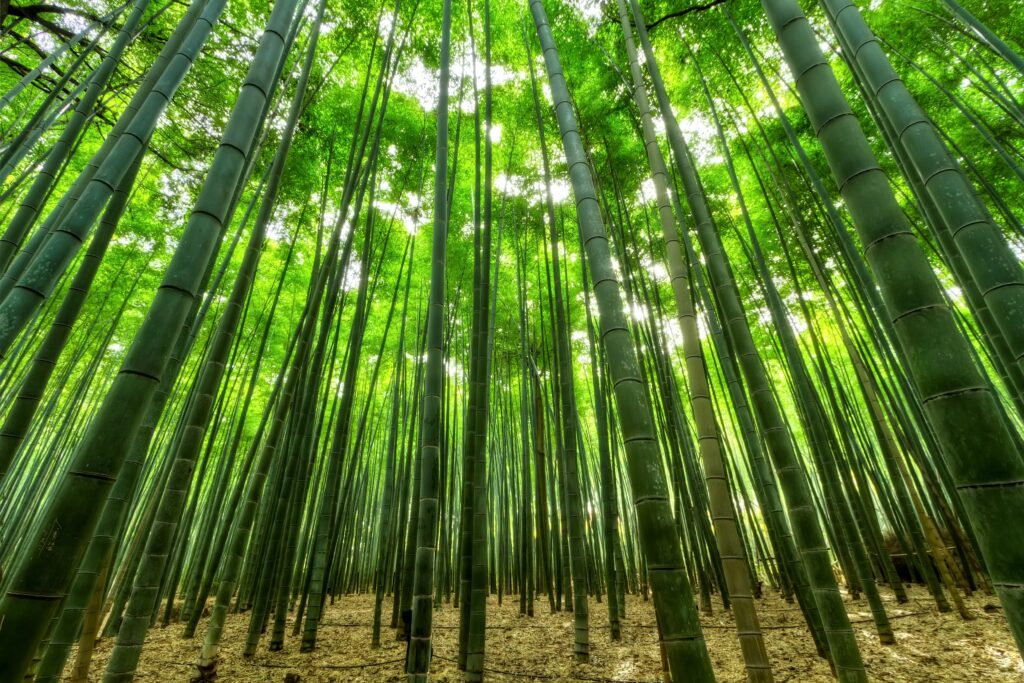 Il bambù: rapido, redditizio, sostenibile