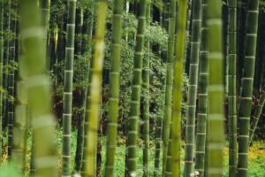 bambù o bamboo: come si scrive correttamente