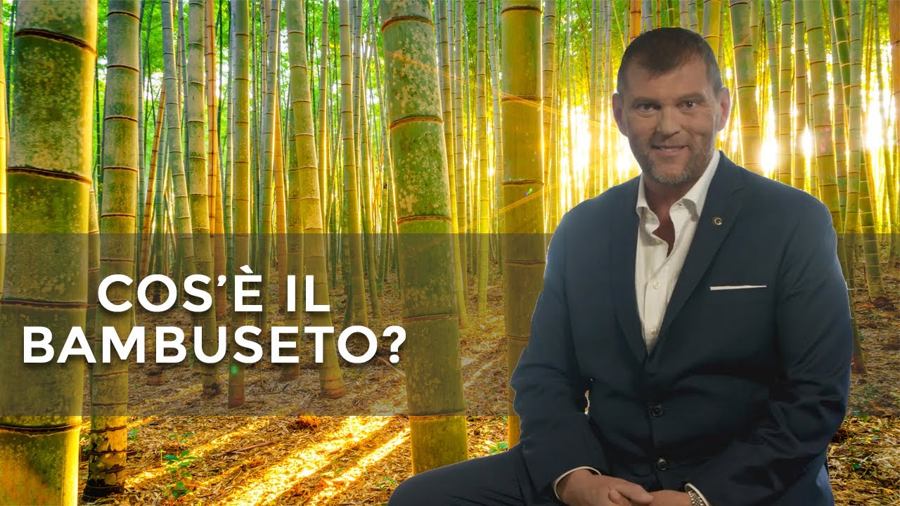 La foresta di bambù gigante