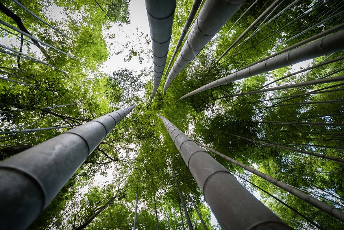 Bambù Gigante
