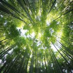 Come guadagnare con il bambù - Investire in Forever Bambù