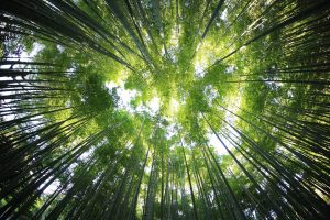 Come guadagnare con il bambù - Investire in Forever Bambù