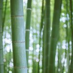 coltivare bambù gigante in Italia