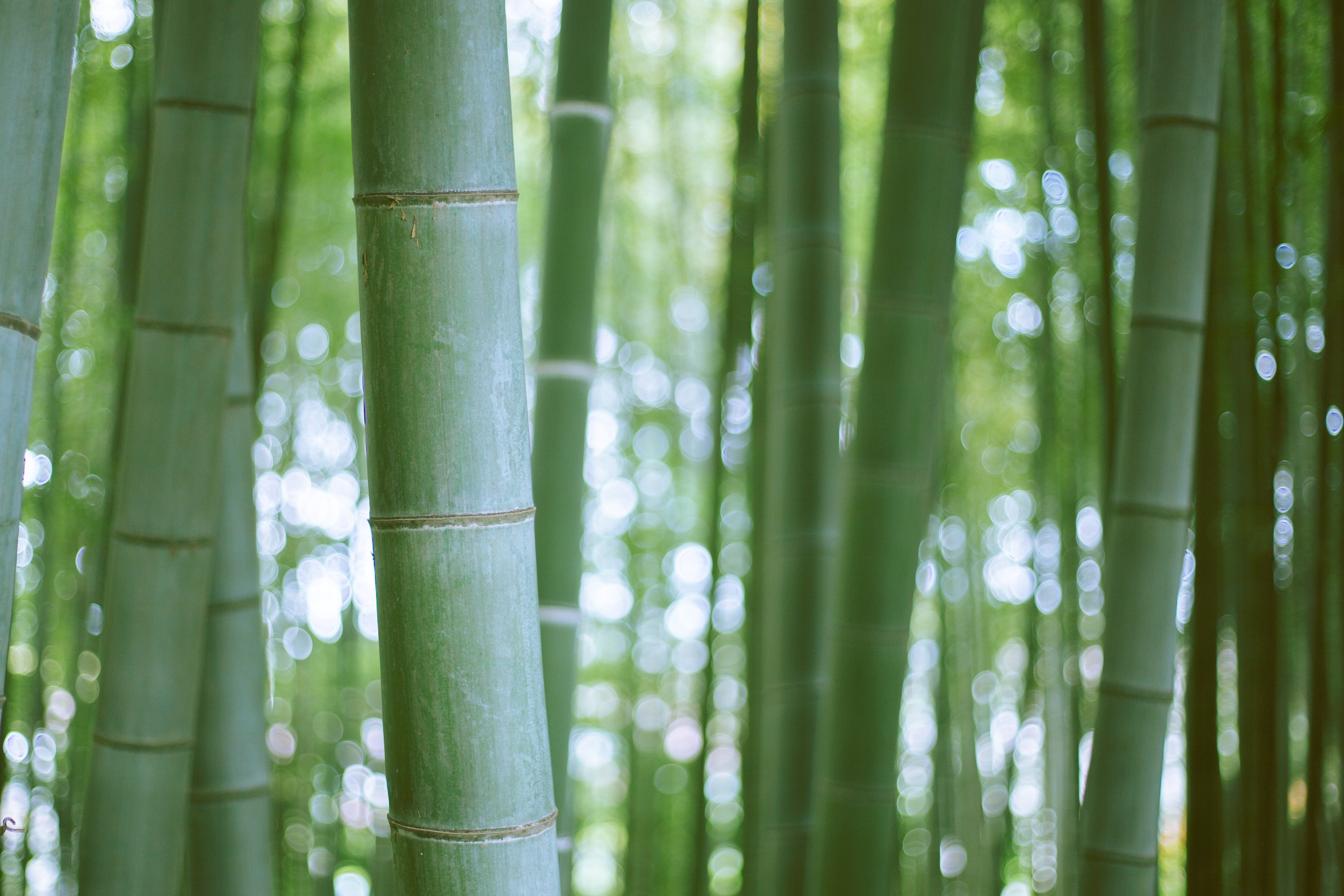 Coltivare bambù gigante in Italia: tra sostenibilità e redditività