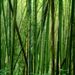 Come diventare carbon neutral grazie al bambù gigante