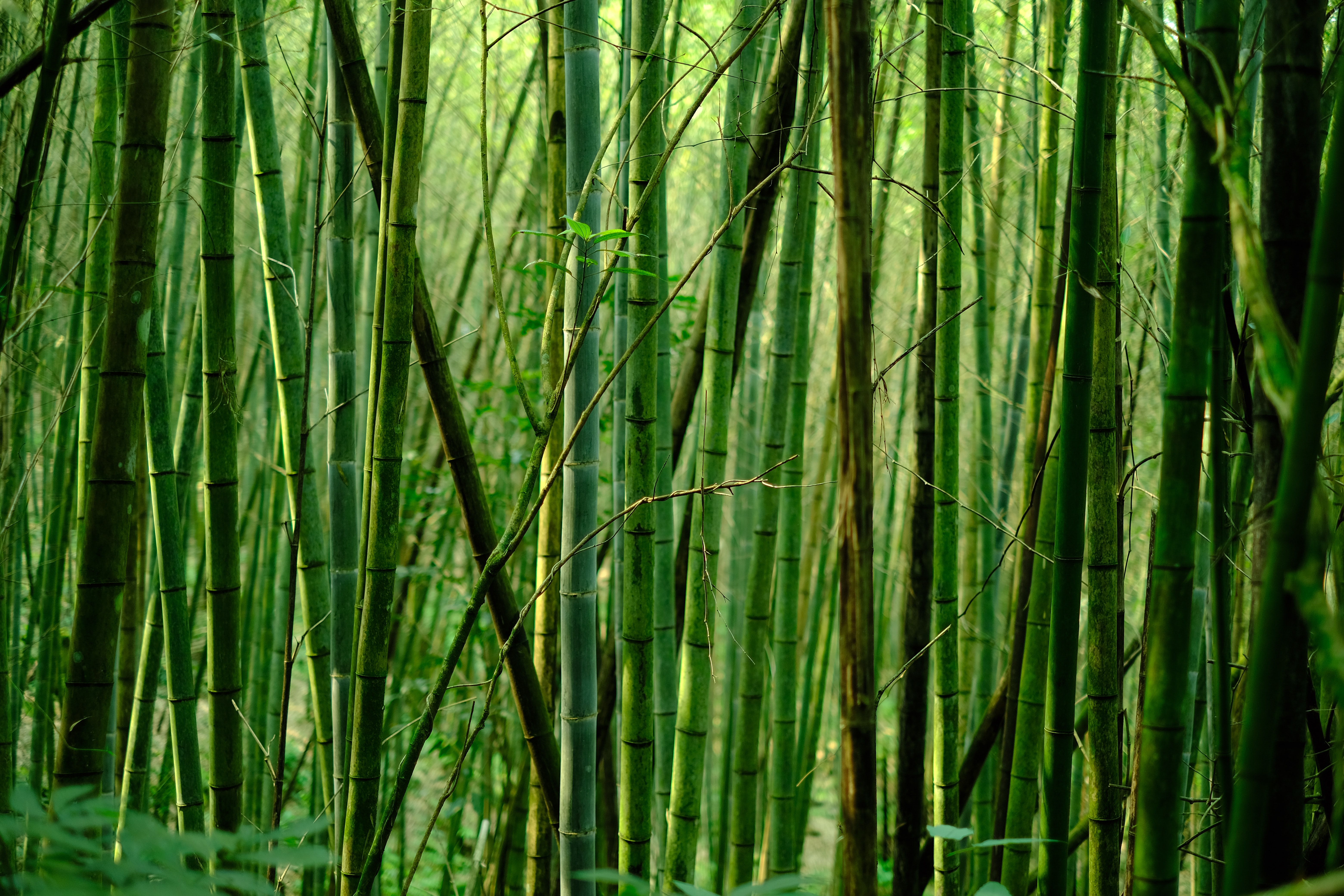 Obiettivo Zero CO2: come diventare un’azienda carbon neutral grazie al bambù gigante