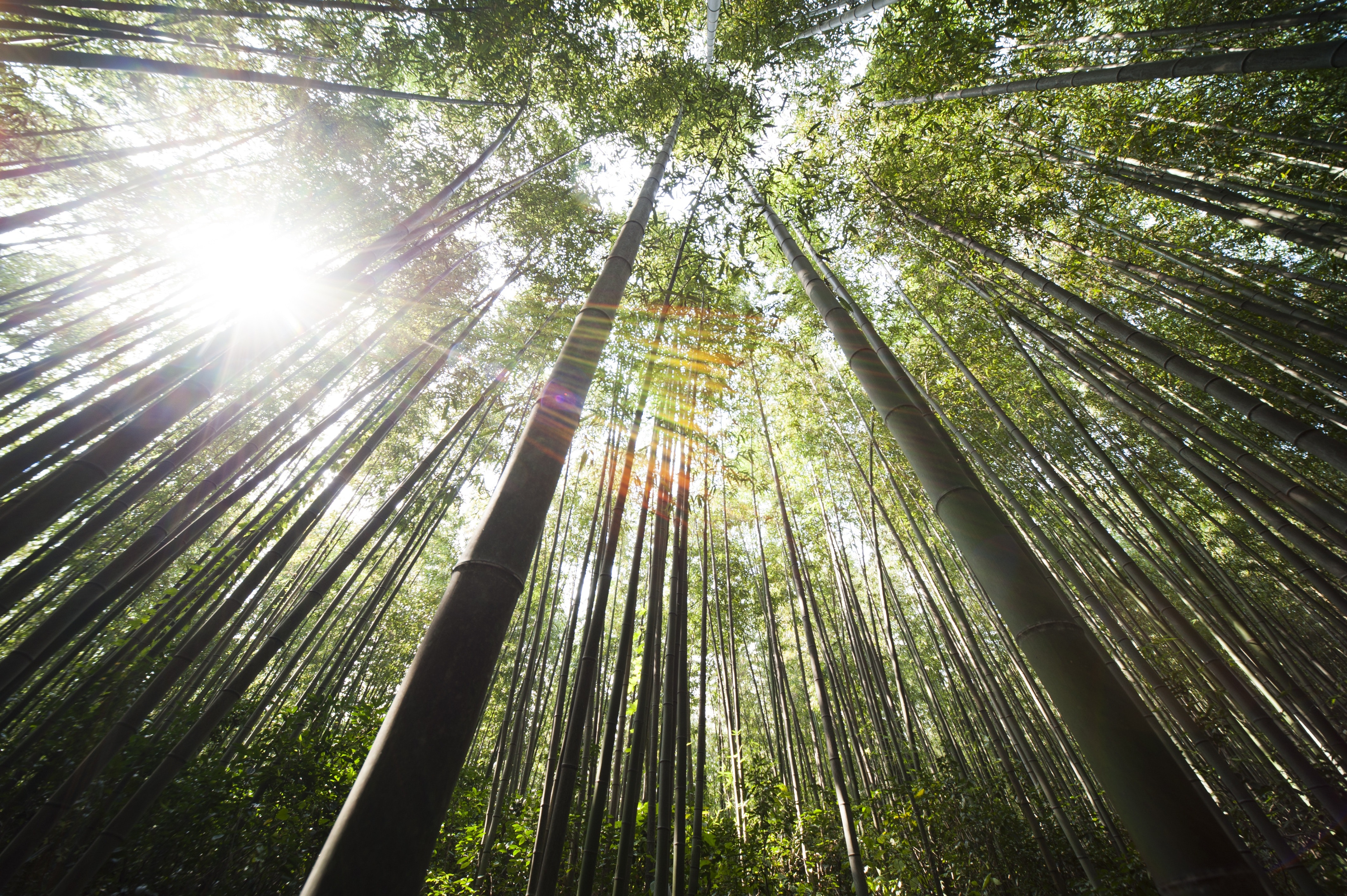 Bambù gigante: il re degli investimenti green