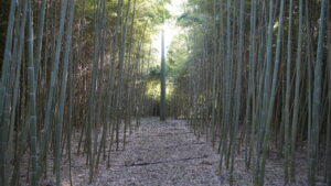 Coltivare-bambù-in-italia-?-Ecco-la-nostra-esperienza