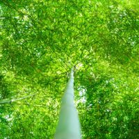 Foresta_bambu_4